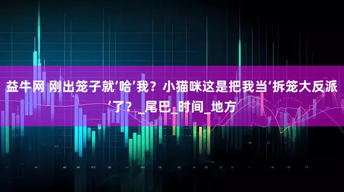 益牛网 刚出笼子就‘哈’我？小猫咪这是把我当‘拆笼大反派’了？_尾巴_时间_地方